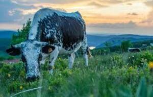 Transhumance 12 mai 2026